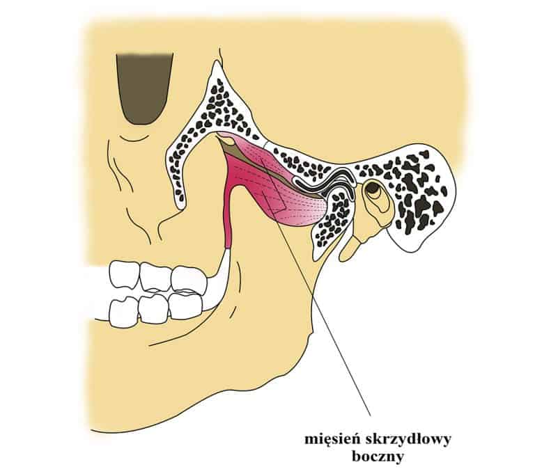 Mięsień skrzydłowy boczny w anatomii ludzkiej